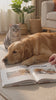 Alternate take - brushing a golden retriever beside the grooming guide